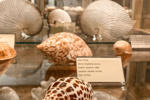 Cavtat: Shell Museum Entry Ticket with Guided Tour Option