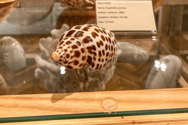 Cavtat: Shell Museum Entry Ticket with Guided Tour Option