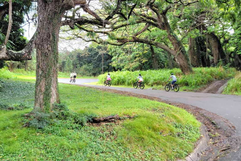 E-BIKE Honolulu Rainforest: 10-Miles of Smiles w/epic views