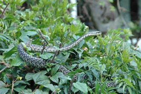 Nairobi: Wild Heritage Museum, Snake Park & Botanical Escape