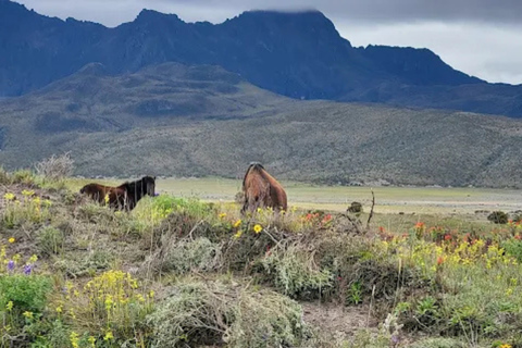 Private Cotopaxi: Horseback Riding & Inca Trail Footsteps
