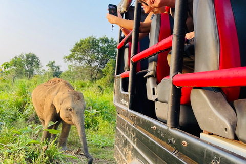 Minneriya National Park: Elephant Watching Safari with Guide Minneriya National Park: Sunrise Elephant Safari with Guide