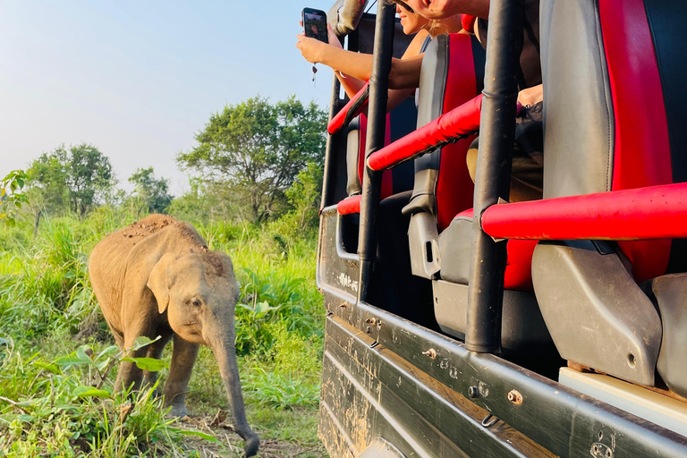 Minneriya National Park: Elephant Watching Safari with Guide Minneriya National Park: Sunrise Elephant Safari with Guide