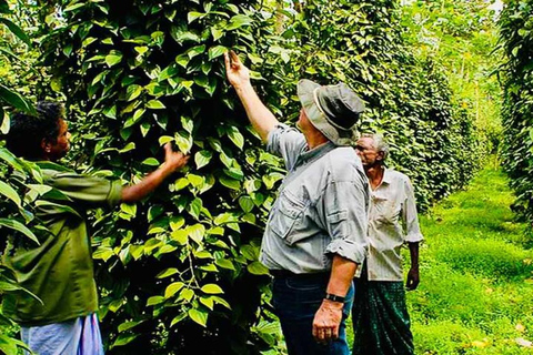 Chennai: 8-Day Fully Guided Tour of South India