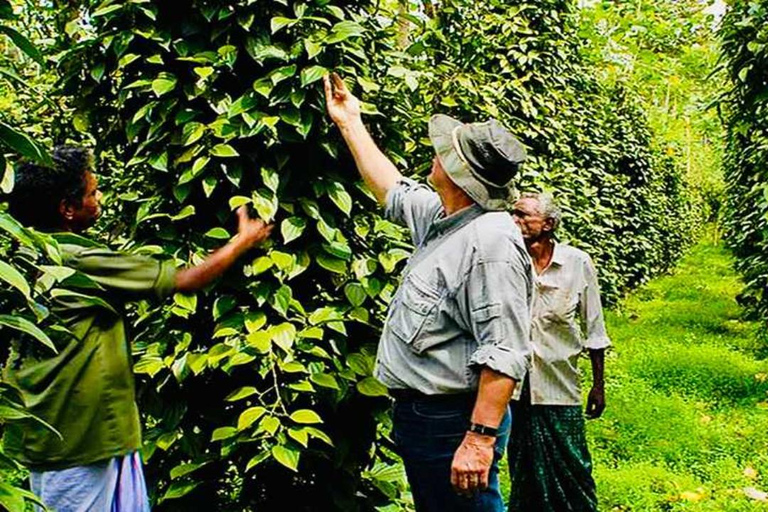 Chennai: 8-Day Fully Guided Tour of South India