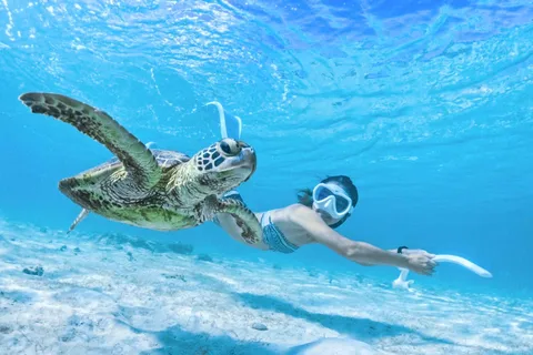 Miyako island: Sea Turtle Snorkeling Tour