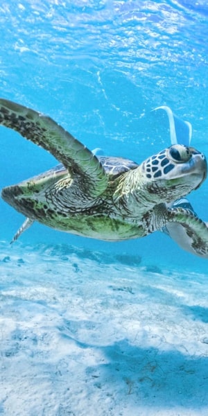 宮古島:海亀スノーケリングツアー | GetYourGuide 宮古島:海亀スノーケリングツアー | GetYourGuide