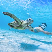 Miyako Island: Sea Turtle Snorkeling Tour