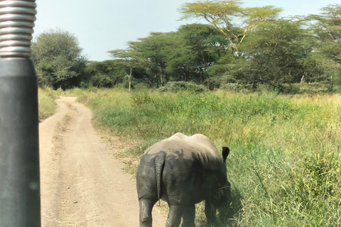Nairobi: 3-Day Safari to Ol Pejeta and Ol Jogi Conservancies