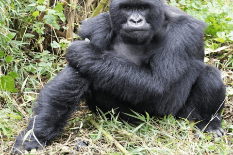 Uganda: 4-Day Double Mountain Gorilla Trekking Safari Uganda: 4-Day Double Mountain Gorilla Trekking Safari