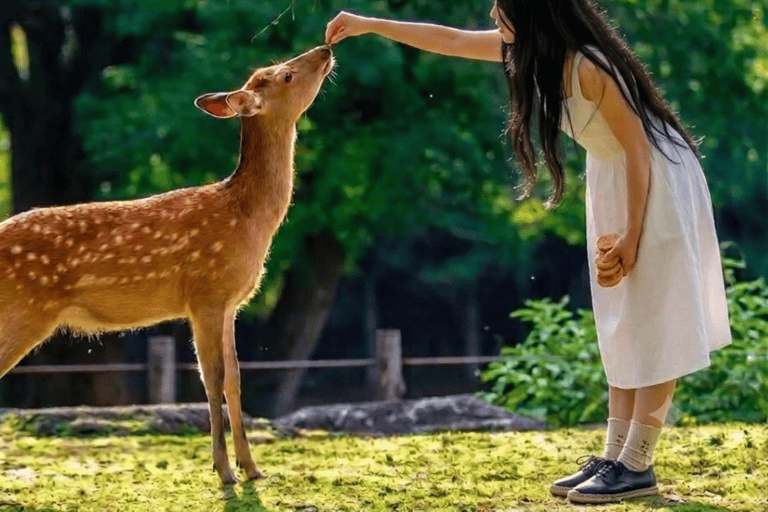 From Osaka: Day Tour to Nara and Kyoto Depart From Kyoto