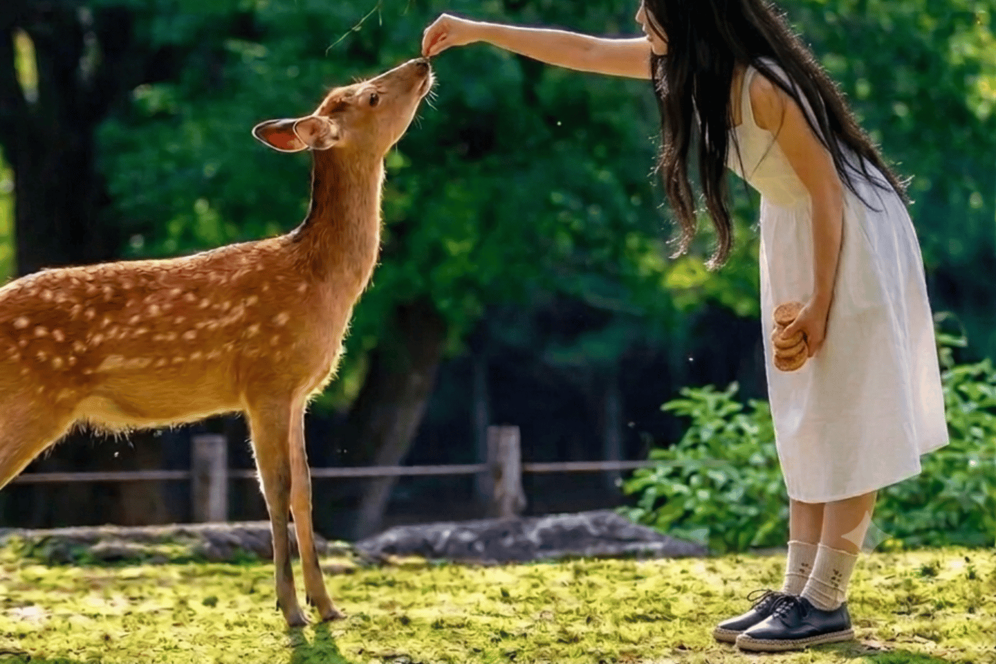 From Osaka: Day Tour to Nara and Kyoto - Depart From Kyoto
