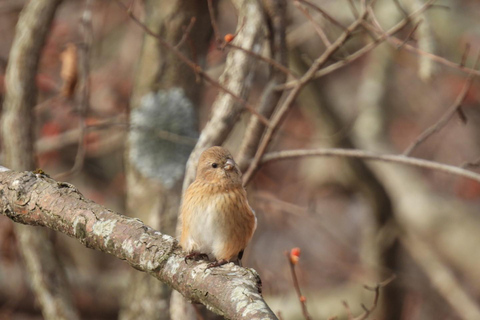 Hokkaido: Birdwatching at Lake Utonai with a Guide