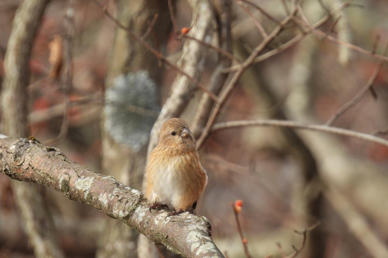 Hokkaido: Birdwatching at Lake Utonai with a Guide