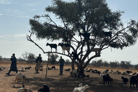 Agadir: Goats on Trees & Crocoparc Tour Goats on Trees & Crocoparc – Entry Ticket Included