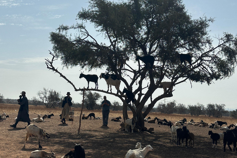 Agadir: Goats on Trees & Crocoparc Tour Goats on Trees & Crocoparc – Entry Ticket Included