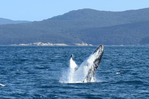 Melbourne: 6-hour Wilsons Prom Whale Watching - Image 2