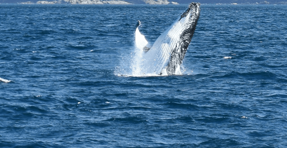 From Melbourne: 6-Hour Wilsons Prom Whale-Watching Cruise