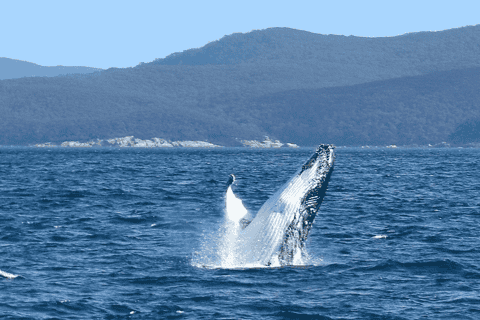 Melbourne: 6-hour Wilsons Prom Whale Watching - Image 3