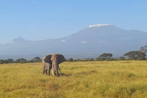 Viagem de 1 dia ao Parque Nacional de Amboseli a partir de Nairobi - safari económico.