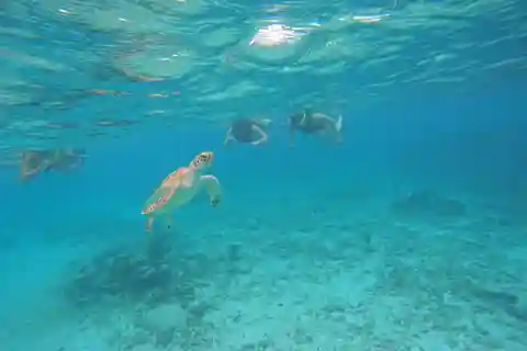 Akumal: Guided snorkeling excursion with sea turtles