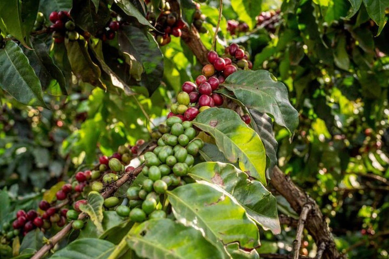 Nairobi: Half day Coffee Farm tour with a local guide