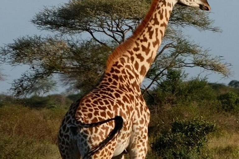 Nairobi: Amboseli & Tsavo East 2-Day Safari with Guide