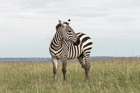 Parque Nacional de Nairobi, orfanato de elefantes e centro de girafas