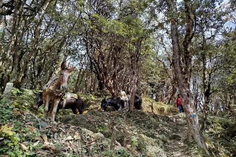 Pokhara: Mardi Himal 3-Days Panorama Trek