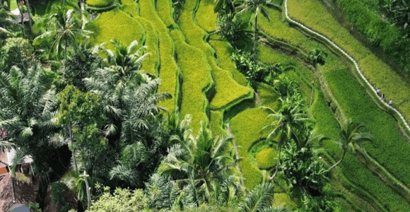 Ubud: Customised private day trip with personal driver
