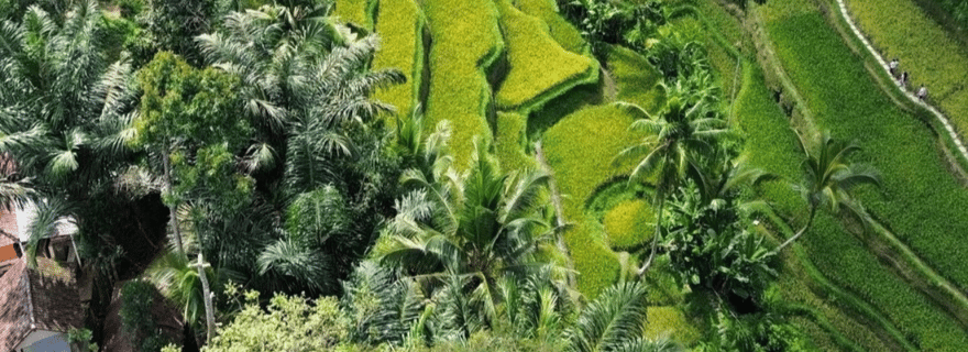Ubud : Excursion privée personnalisée d'une journée avec chauffeur personnel.