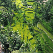 Ubud: Customised private day trip with personal driver