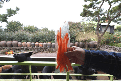 Jeju: UNESCO-Listed Southern Authentic Day Tour