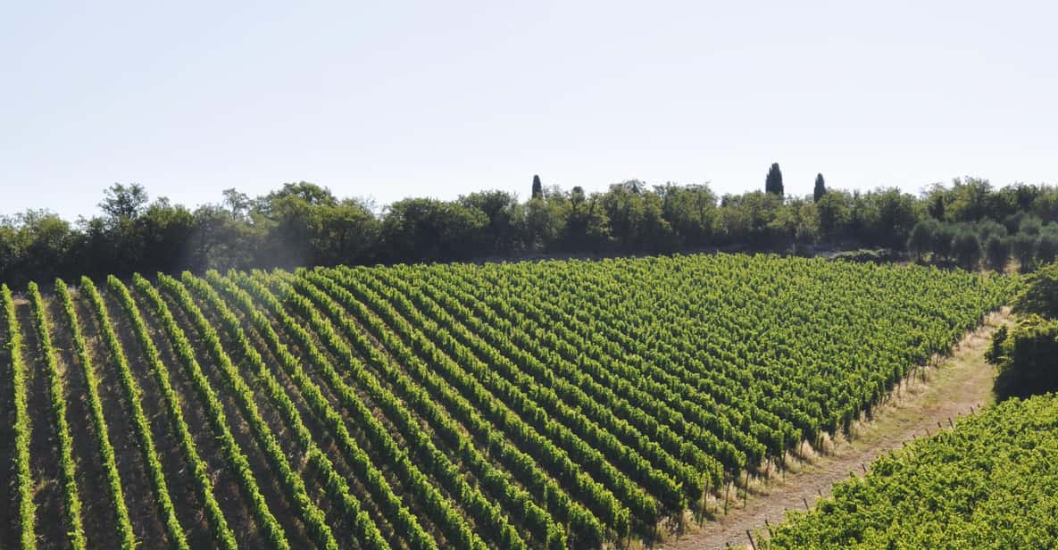 Afbeelding 11 van Chianti: biologische tuin en wijnproeverij