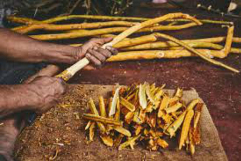 Galle Day Tour With Scenic Coastal Train Ride From Colombo Colombo-Galle Scenic Train Ride & Southern Highlights Tour