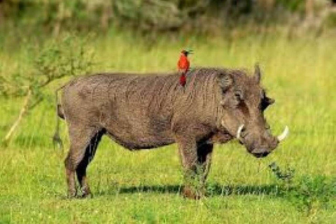 SAFARI NOTTURNO SUL MONTE KENYA