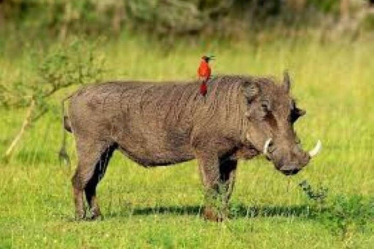 SAFARI NOTTURNO SUL MONTE KENYA