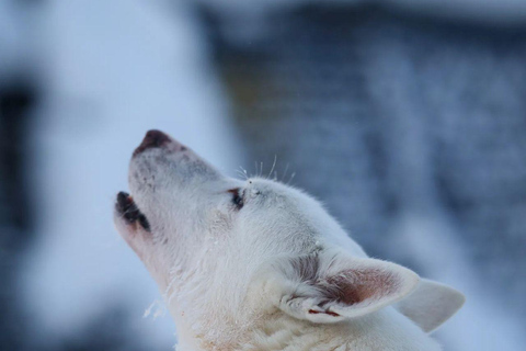 Levi: Husky Farm Visit, Sleigh Ride and Husky Hugging