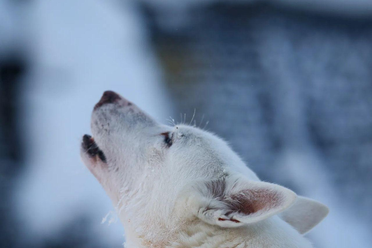 Levi: Husky Farm Visit, Sleigh Ride and Husky Hugging