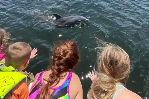 Tarpon Springs: Private Island Tour & Dolphin Cruise