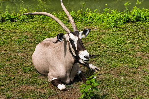 Cebu: Family-Friendly Cebu Safari & Tops Tour