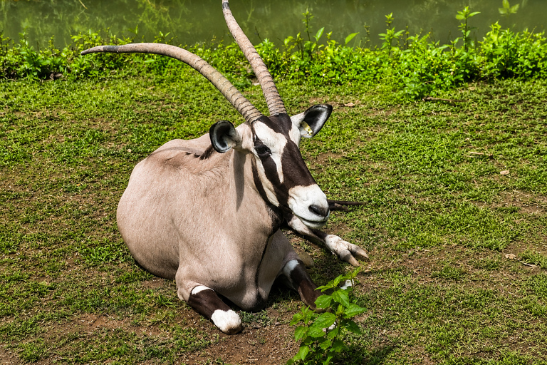 Cebu: Family-Friendly Cebu Safari & Tops Tour