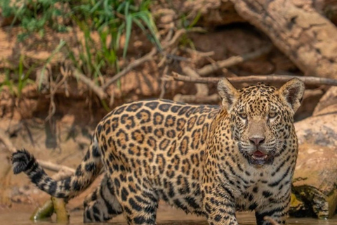 Jaipur: Jhalana leopard safari wycieczka prywatna