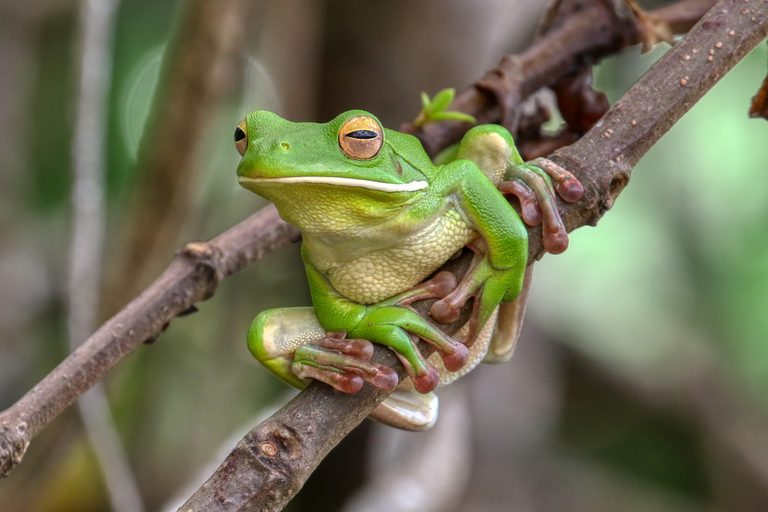 Cairns: Foresta pluviale di Daintree, Gola di Mosman e tour degli aborigeni