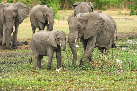 Från Zanzibar: Mikumi dagssafari (flyg och öppen safari-jeep)