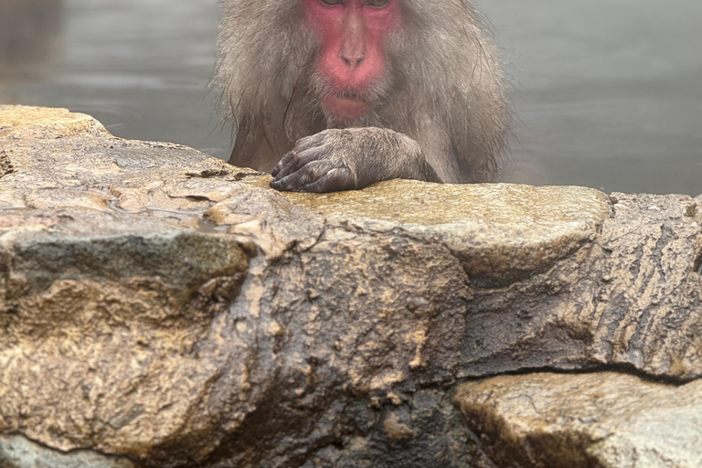 Depuis Tokyo : Excursion d&#039;une journée au parc des singes des neiges de Nagano et au temple Zenkoji