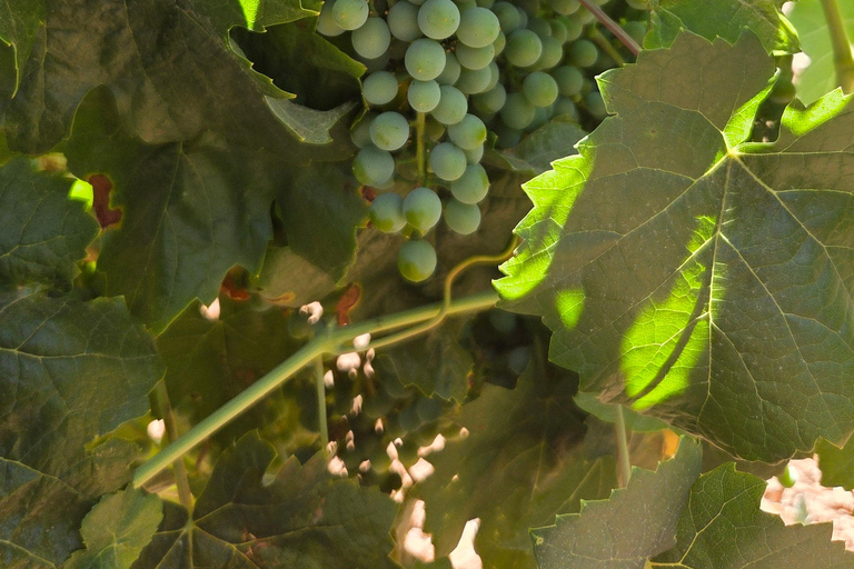 Ronda: Day Trip with Guided Tour Romantic Ronda in French