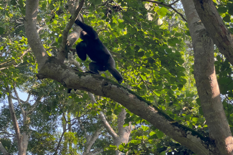 Excursion d&#039;une journée au lac Bunyonyi et dans la forêt de Kalinzu pour un trekking avec les chimpanzés