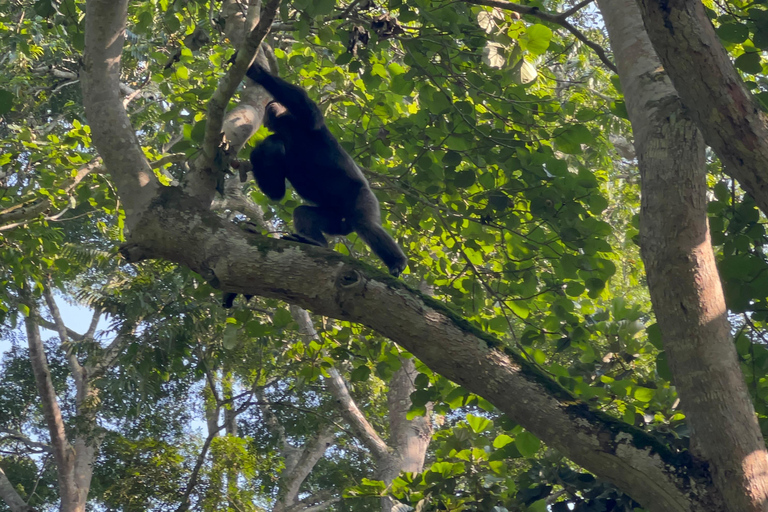 Excursion d&#039;une journée au lac Bunyonyi et dans la forêt de Kalinzu pour un trekking avec les chimpanzés