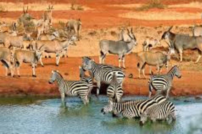 Mombasa: 4-Day Tsavo East, West, & Taita Hills Safari